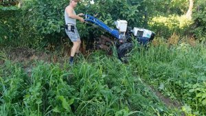 Прополка жутко заросшей моркови с помощью мотоблока