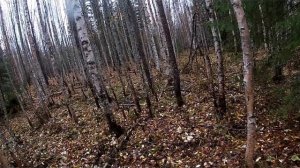 2024-10-18-Охота с гончими.