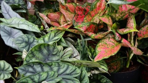 Новые поступления комнатных растений