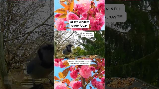 At my window 04/04/2024 смотреть онлайн