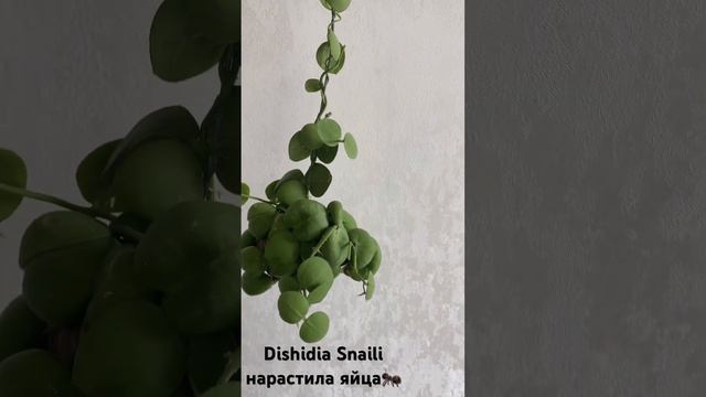 Домики для муравьев. Дисхидия Снейли смотреть онлайн