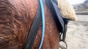 До- Обучение борзого жеребца Кабардинской породы| Белгородская обл.