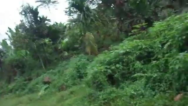 Tropical Fruit Farm Sumatra Part 2 - Paradise Distributors