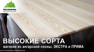 Ангарская сосна: сорта Экстра и Прима