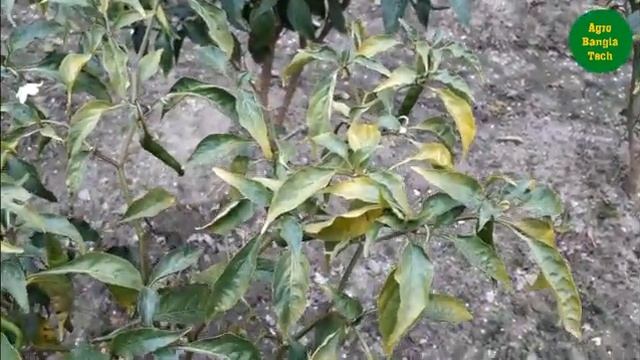 মরিচ গাছের পাতা হলুদ হয়ে ঝরে পড়ে যাচ্ছে মরিচের পাতা ঝরে না পড়ার প্রতিকার জেনে নিন || Chilli leav смотреть онлайн