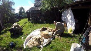 #овцы Cтрижка овец электрической машинкой