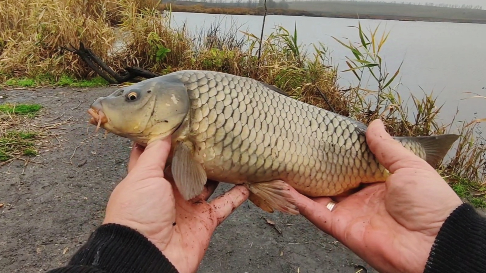 Рыбалка 2024  Ловлю сазанов на рыбные специи и чеснок Закрываю сезон открытой воды fishing рыбалка