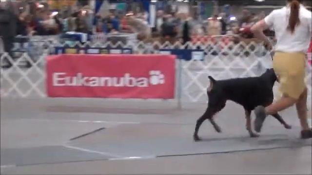 Open Black.wmv смотреть онлайн