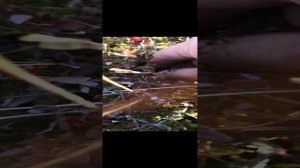 Собираем клюкву