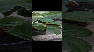 Земляника садовая Азия Черенкование