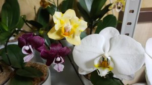 Орхидеи фаленопсис Kaoda Twinkle, Little Imperor 'ES' и Sogo Yukidian.
