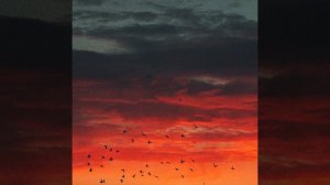 Нохчи Назма Йа Аллах1 Дели