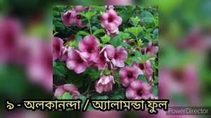 সেরা ১৭ টি লতানো ফুল গাছ | প্রচুর ফুল পেতে  অবশ্যই রাখুন আপনার বাগানে |