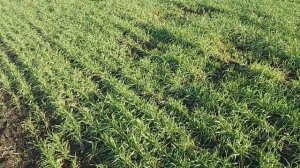 Обзор озимой пшеници. Пшеница шпаловка по пару.