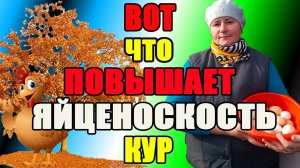 Вот что ПОВЫШАЕТ яйценоскость кур.