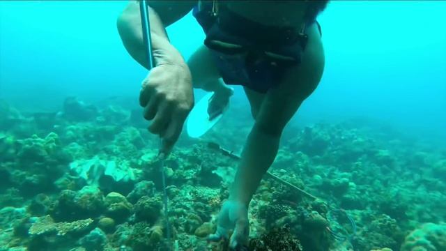 Pigil hininga sa panghahanting ng Pugita смотреть онлайн