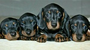 Первый помёт,у таксы Сони. №5 Щенки играют.The first litter,from the Dachshund Sonya. Puppies play.