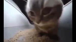 Скибиди туалеты и чипичипичапачапа