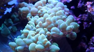 My reef tank 500 liter 6/12/2015
