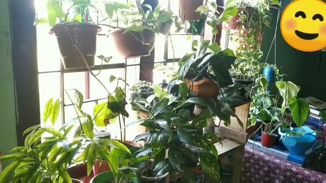 My low light plants for indoors/Low light indoor plants/North facing window plants/indoor plants
