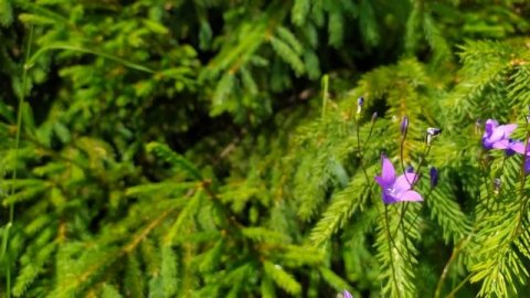 Предчувствие.mp4