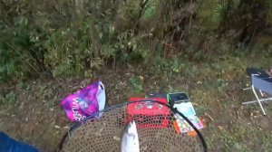 Форель! Зелёный берег.