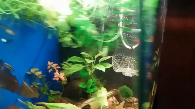 Самки гуппи и мальки смотреть онлайн