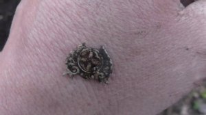 Коп в черте города. Прогулка с металлоискателем в лесу