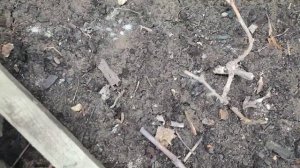 Апрель 2023. Открываем виноград после зимы.