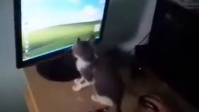 medo do Windows Media Player.flv смотреть онлайн