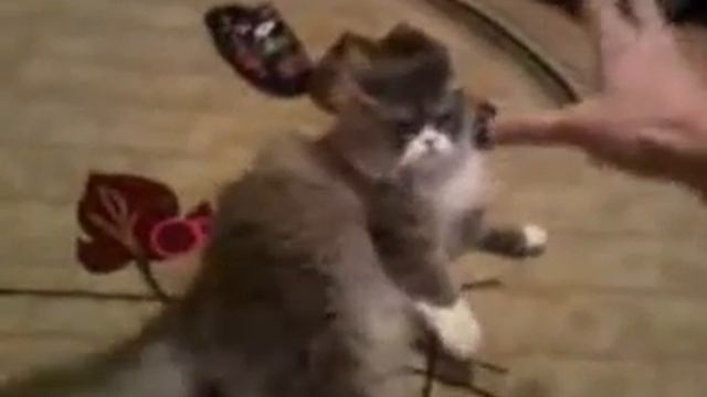 Кот Ангур "MobilaArt".wmv смотреть онлайн