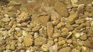 Рыбки в чёрном море.