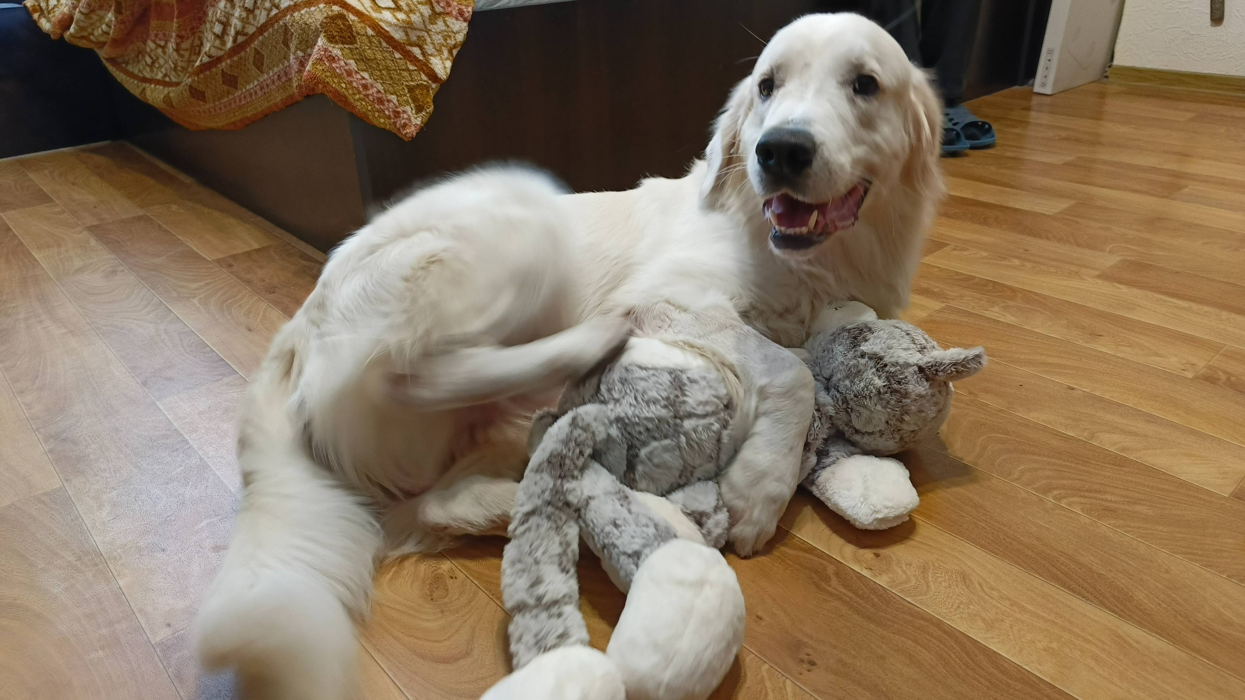 Нортону 1 год