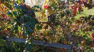 Ежевика.Псковская жизнь