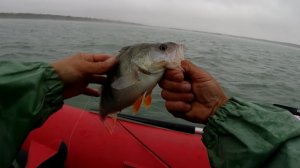 Рыбалка.окунь радует поклёвками.