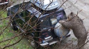 медведь напал на джип