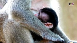 Smallest Babies Rolls Royce Sleeping Drink Milk From Mommy Rosy,Clip Baby Rolls Royce Sleep