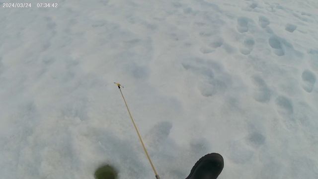 Ряжик 24.03.2024