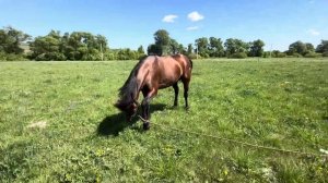 Продажа Тамика| Жеребец Кабардинской породы на продажу