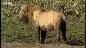 схватки львов