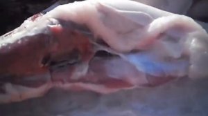 Мытье  вьетнамской свиньи автомойкой и ее разделка.