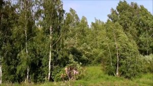 InShot_20241014_235244740.mp4