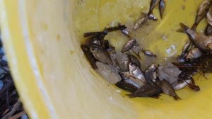 Как поймать много живца