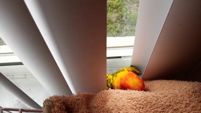 Likes to see outside of the window💓🐥🪟 смотреть онлайн