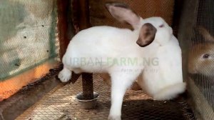 Successful Rabbits Mating .... Rabbit Breeding