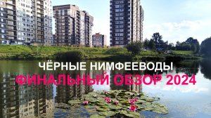 Нимфеи 2024 Часть 4 ФИНАЛЬНЫЙ ОБЗОР