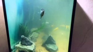 Первый Цихлидник