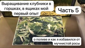 Выращивание клубники в горшках, в ящиках мой первый опыт. Часть 5. Как я избавился от мучнистой росы