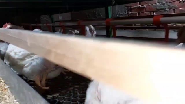 تجهيز عنبر فى المنزل باقل التكاليف وبالطريقة الحديثه #تربية الدواجن #بطاريات دواجن смотреть онлайн