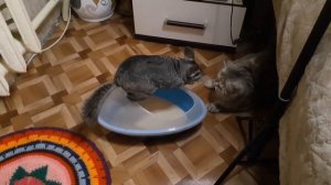 Бой шиншиллы с кошкой😱